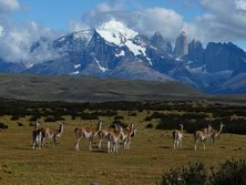 Südamerika, Chile - Argentinien: Patagonien Intensiv - Guanakos vor dem Torres Massiv